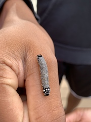 Phosphila turbulenta