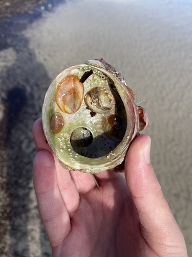 Maoricrypta immersa observed 2025-06-19