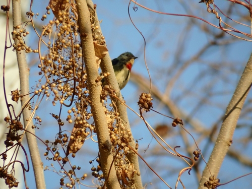 Fire-breasted Flowerpecker