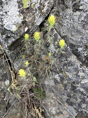 Deer Paintbrush (Castilleja cervina)