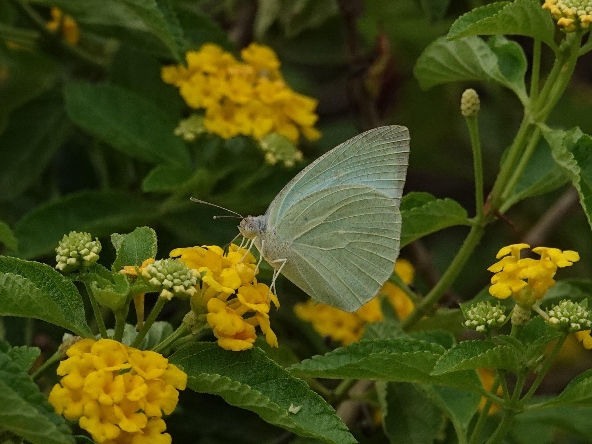 Mottled Emigrant