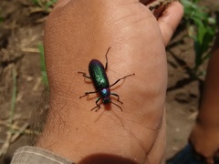 Strongylium auratum