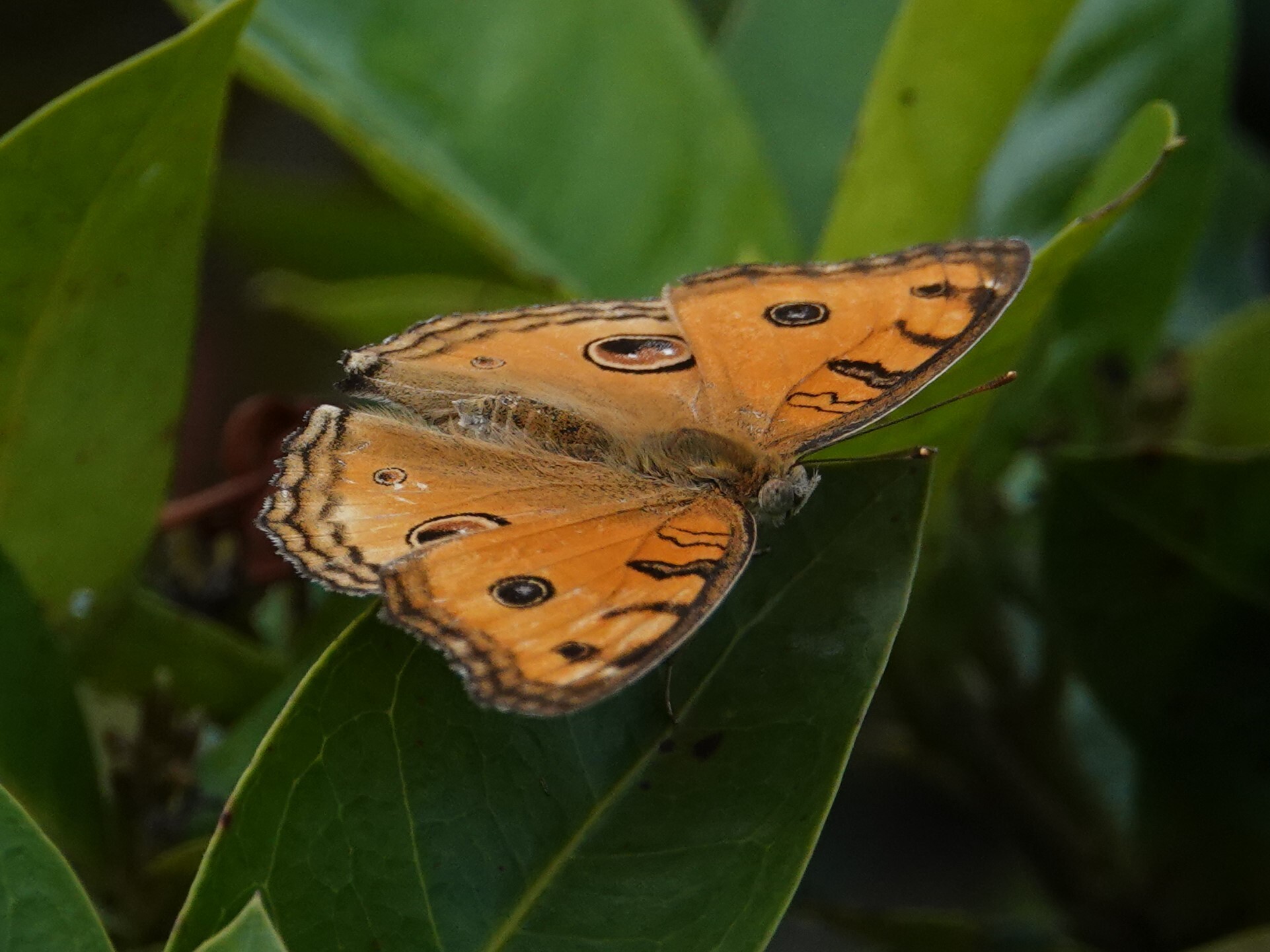 Peacock Pansy