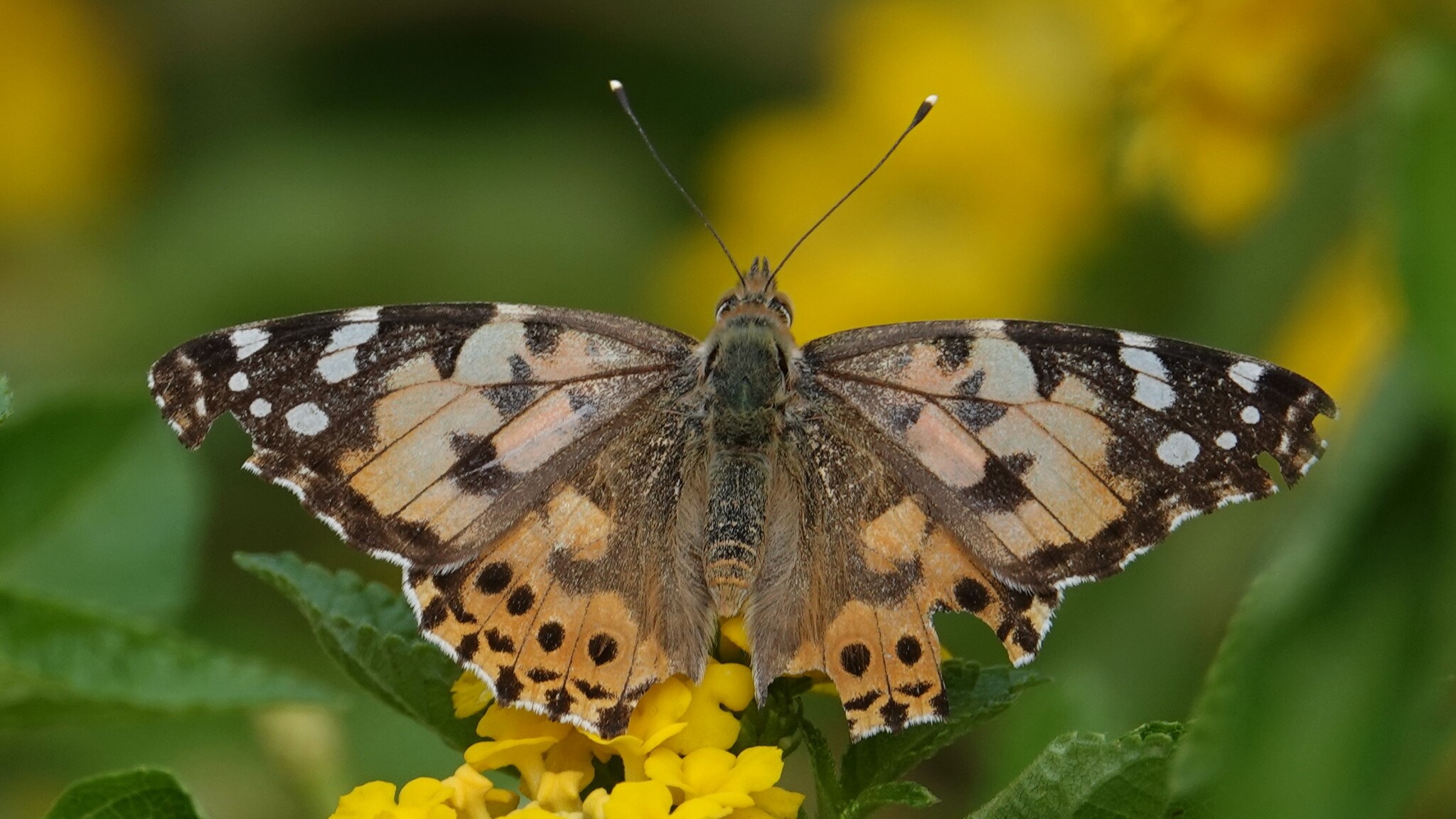 Painted Lady
