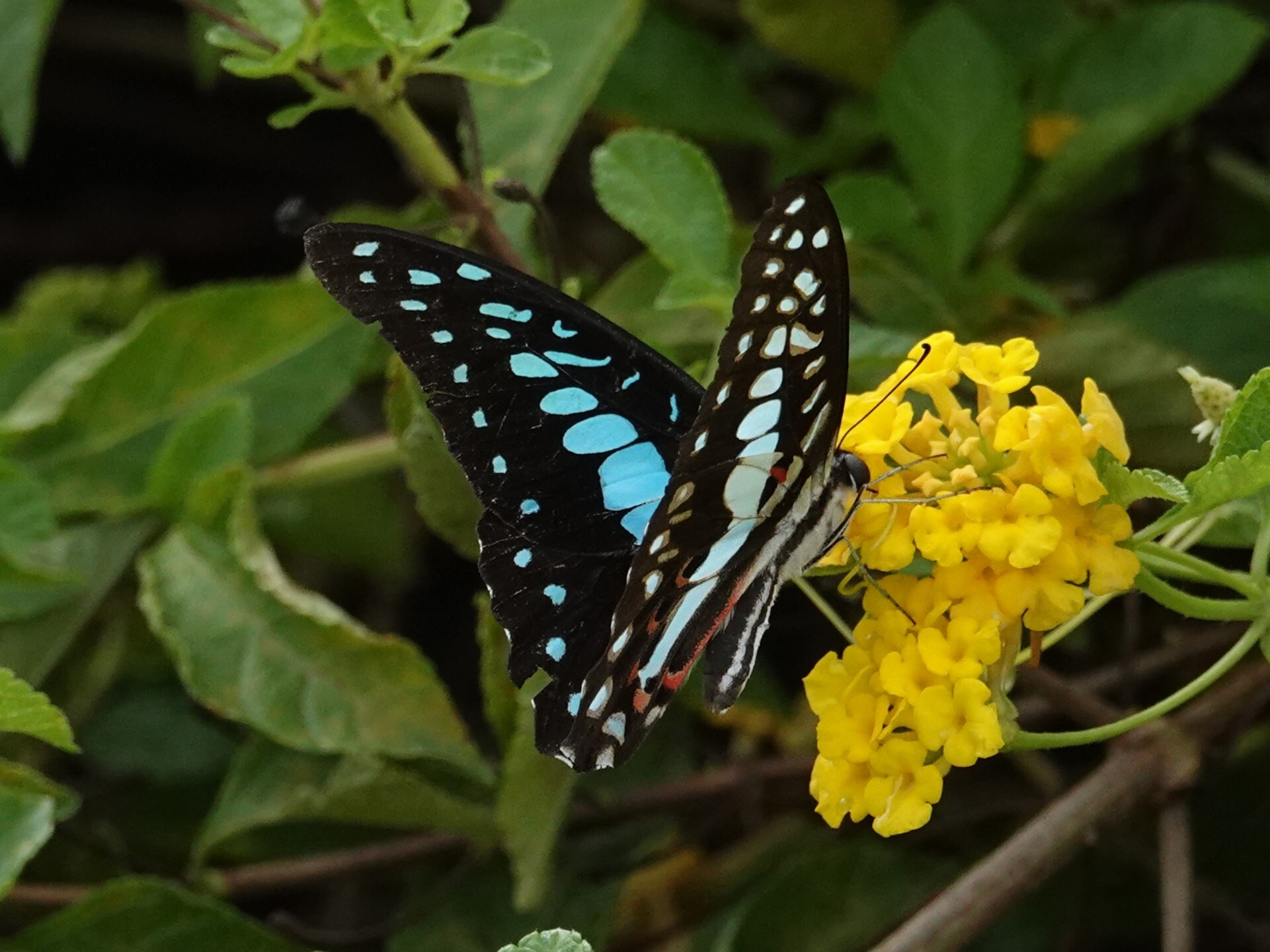 Common Jay