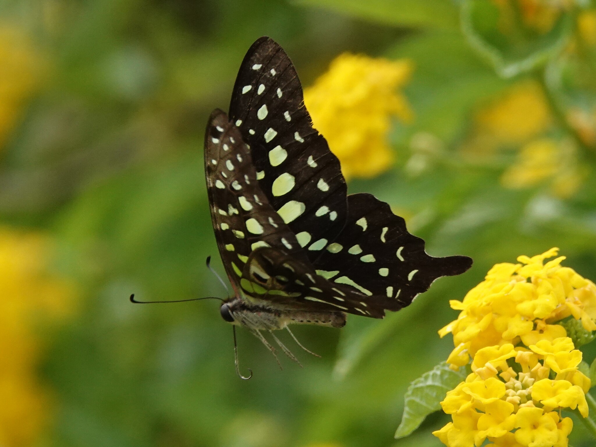 Tailed Jay
