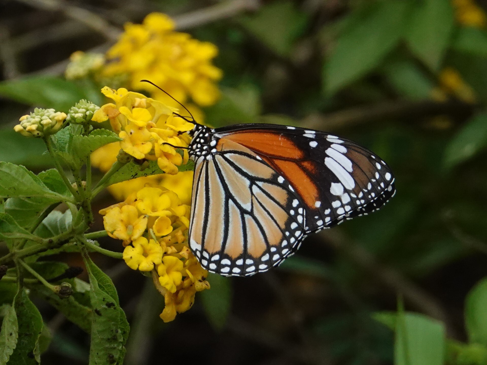 Striped Tiger