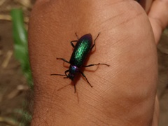 Strongylium auratum