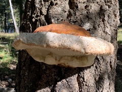 Fomitopsis schrenkii