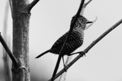 Thamnophilus tenuepunctatus