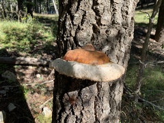 Fomitopsis schrenkii