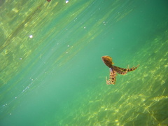 Hapalochlaena maculosa