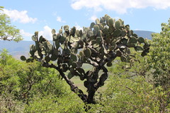 Opuntia pilifera
