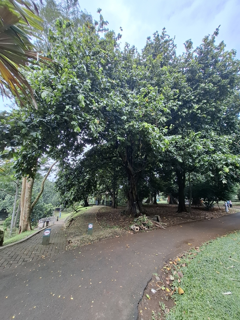 Polynesian Chestnut (Inocarpus fagifer)