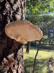 Fomitopsis schrenkii