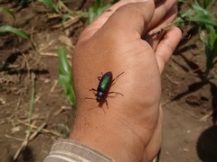 Strongylium auratum