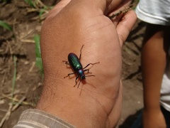 Strongylium auratum