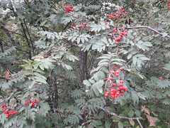 Sorbus aucuparia