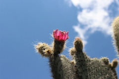Opuntia pilifera