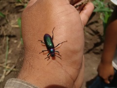 Strongylium auratum