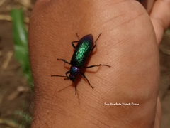 Strongylium auratum