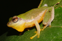 Variable Bush Frog photo 4