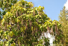 Catalpa bignonioides