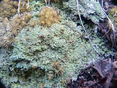 Cladonia caespiticia