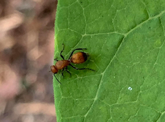 Dasymutilla nigripes