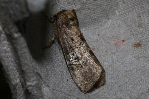 Tethea ocularis