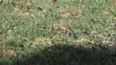 Motacilla flava iberiae