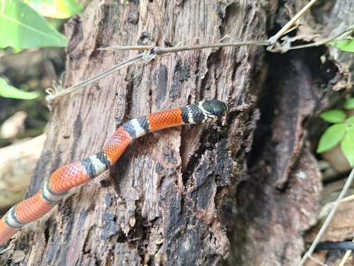 Double-banded Coral Snake Mimic