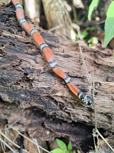 Double-banded Coral Snake Mimic