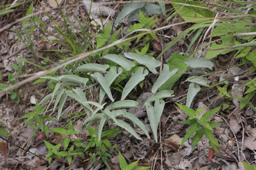 Calystegia spithamaea ssp. stans