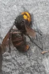 Dolichovespula flora