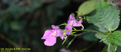 Impatiens textorii