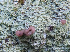 Cladonia caespiticia