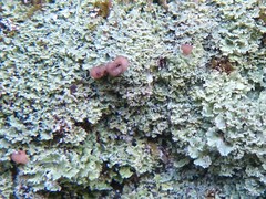Cladonia caespiticia