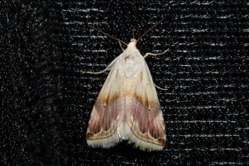 Eublemma ostrina