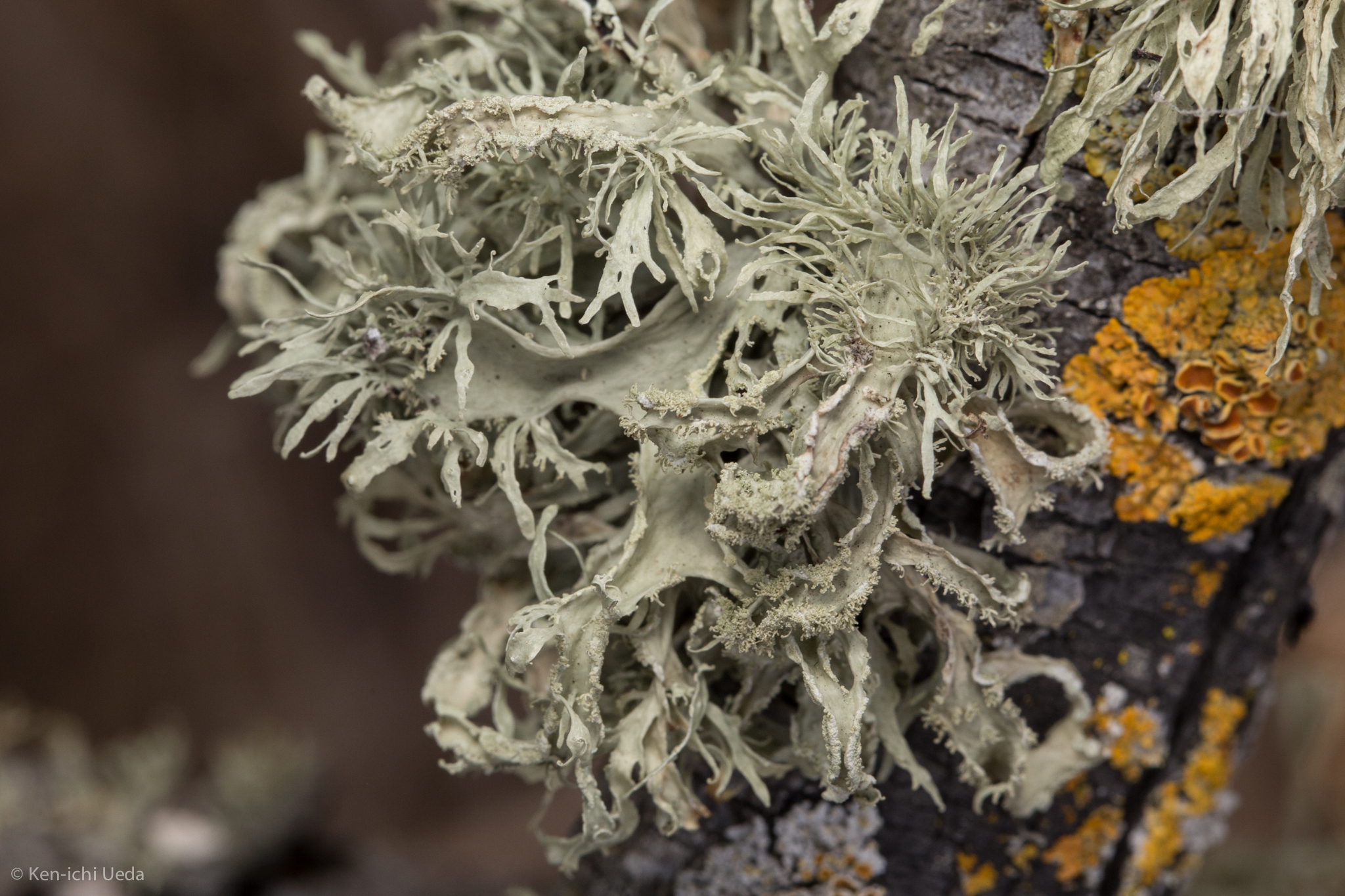 Evernia prunastri image