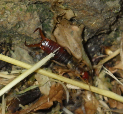 Forficula silana