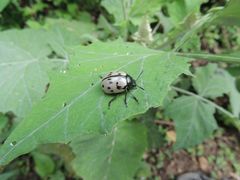 Leptinotarsa lacerata