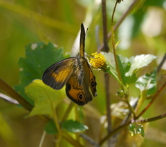 Hypocysta irius