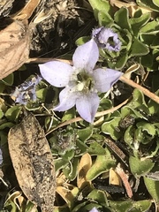 Craterocapsa tarsodes
