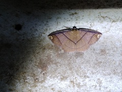 Thysanopyga carfinia