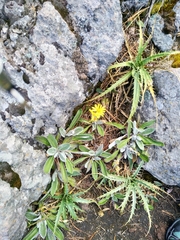 Robinsonecio gerberifolius