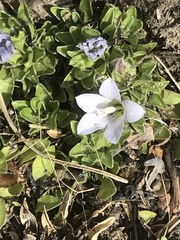 Craterocapsa tarsodes