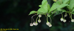 Styrax japonicus