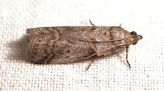 Acrobasis glaucella