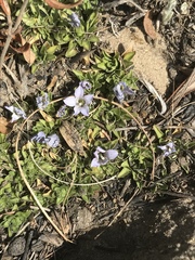 Craterocapsa tarsodes